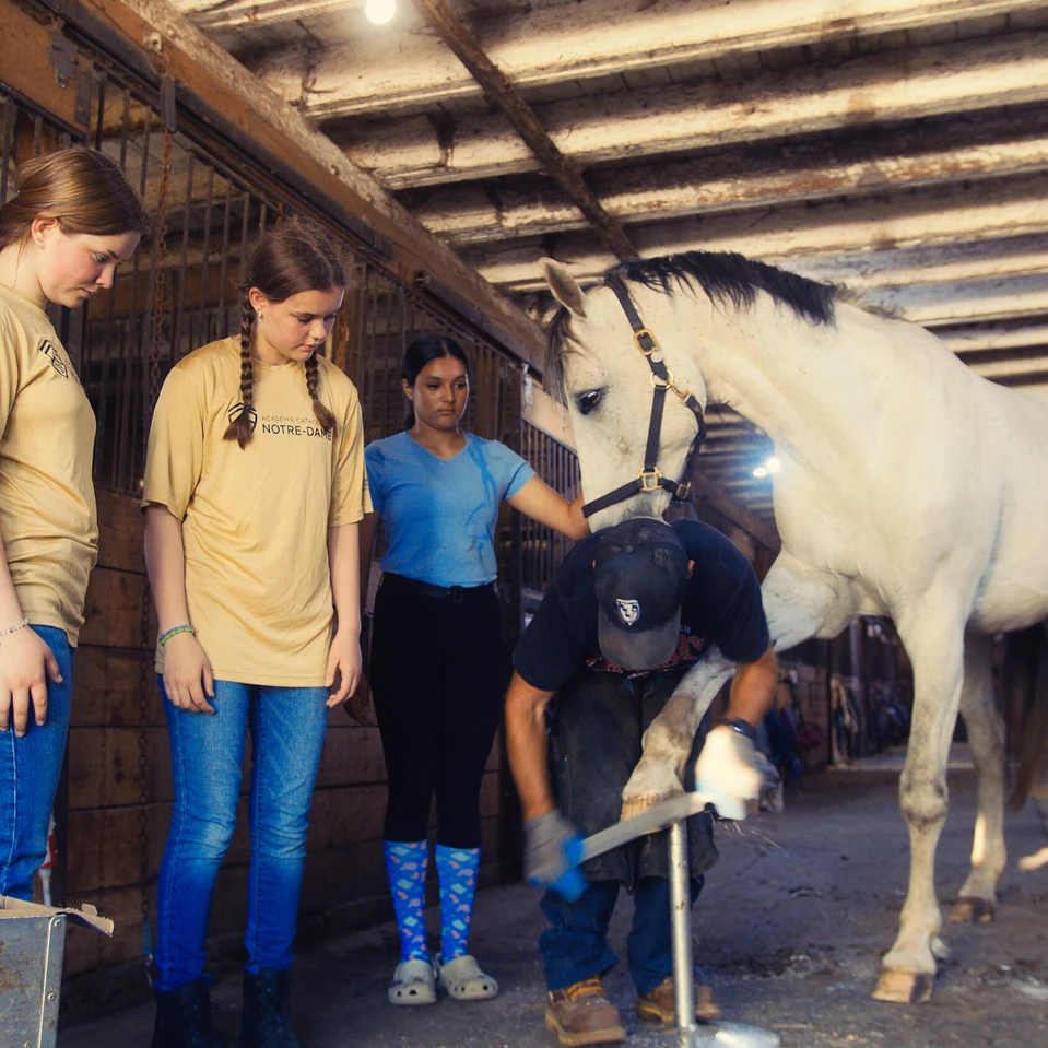 deux élèves à l'écurie avec un cheval blanc
